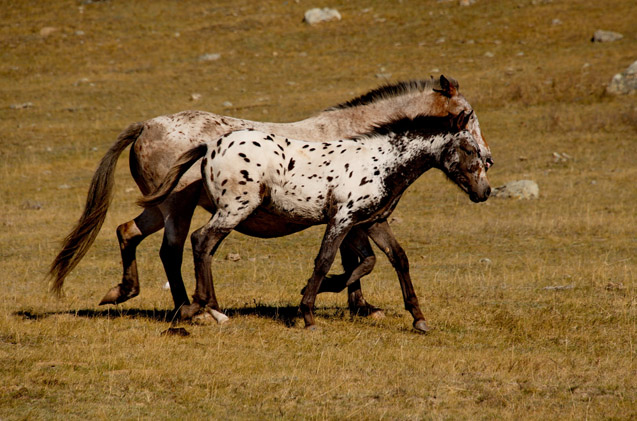 Altai Horse